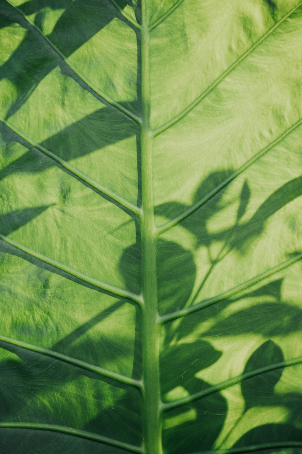 Colocasia esculenta leaf