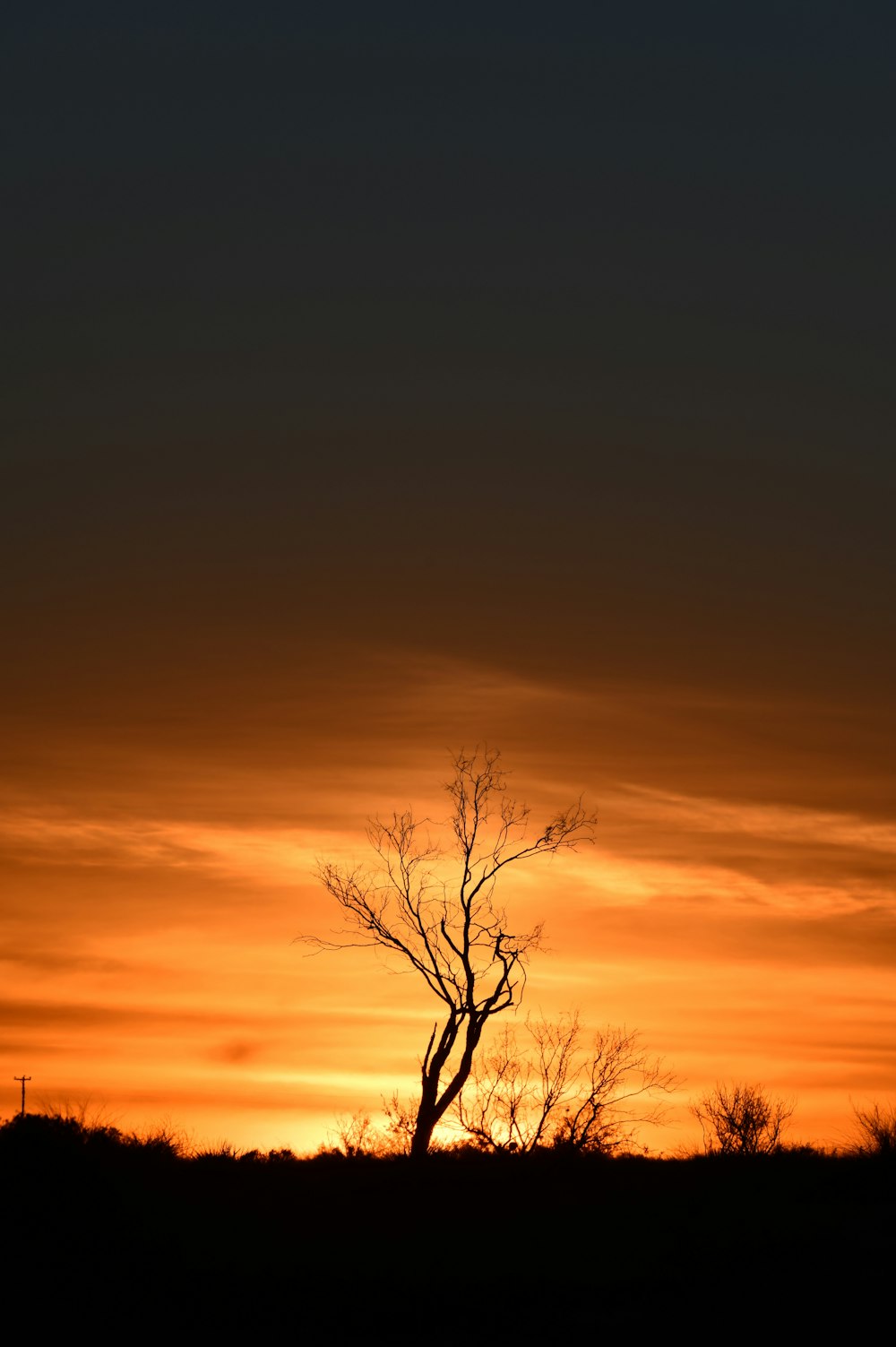 silhouette of bare tree during sunset