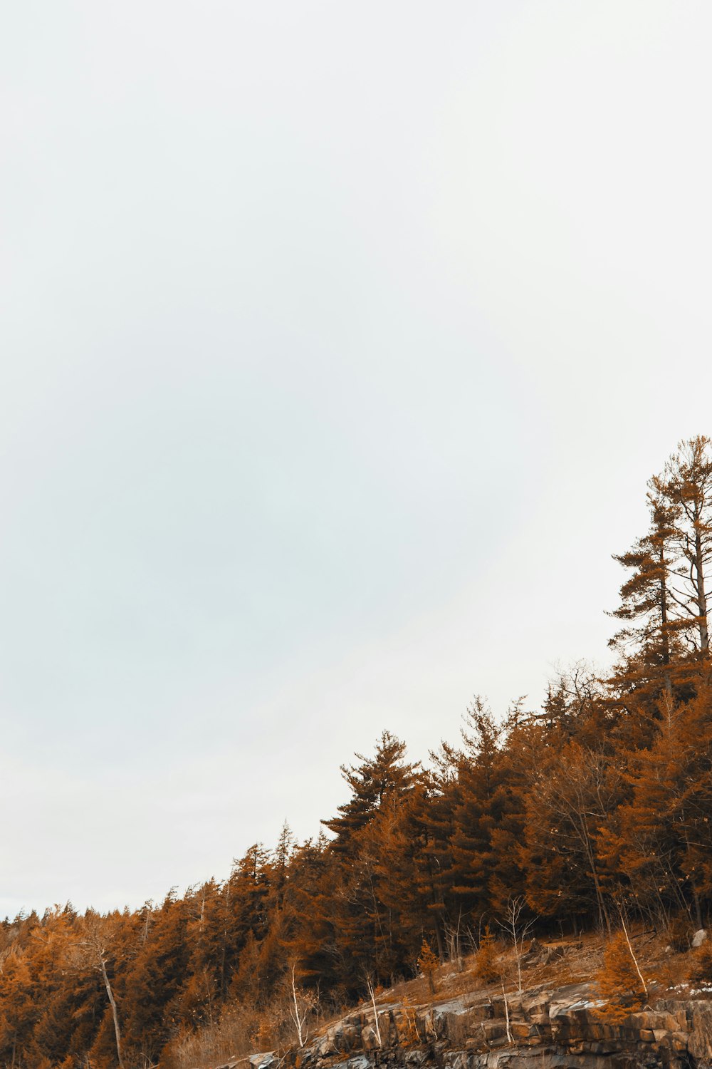 brown trees during daytime