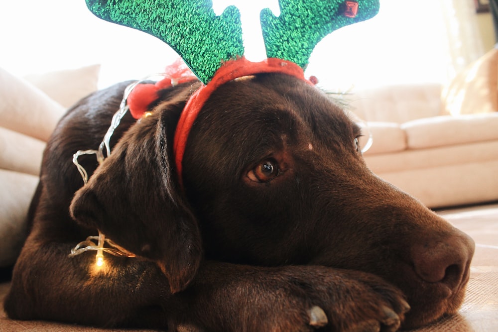 chocolate labrador retriever with reindeer headband