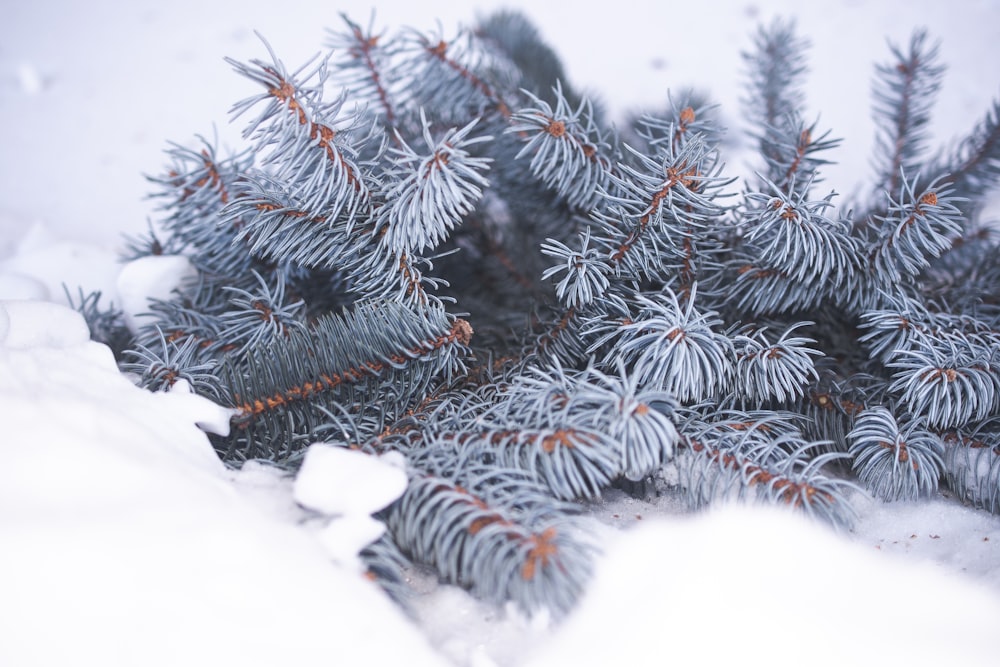 snow covered pine trees