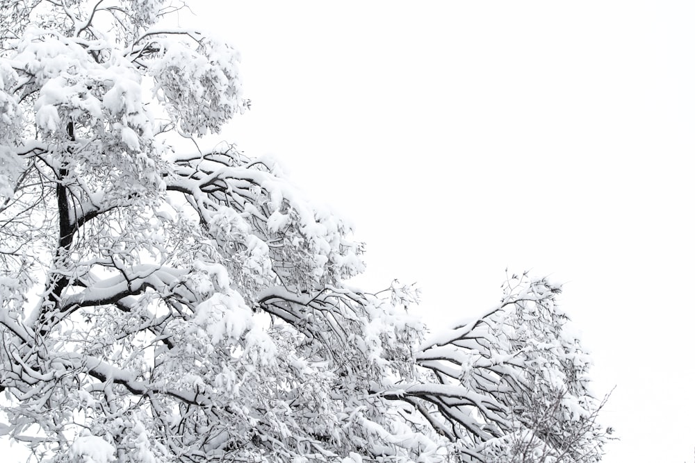 snow covered tree during daytime