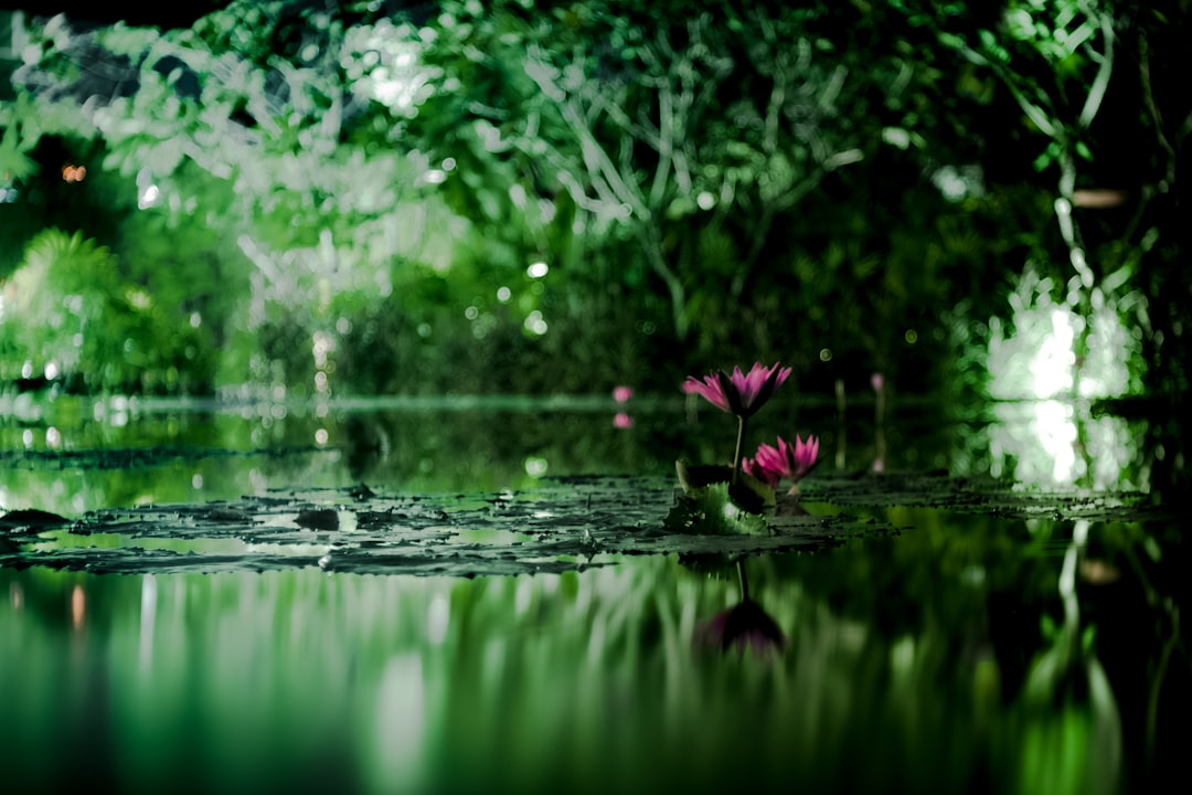 pink petaled flowers floating on calm body of water