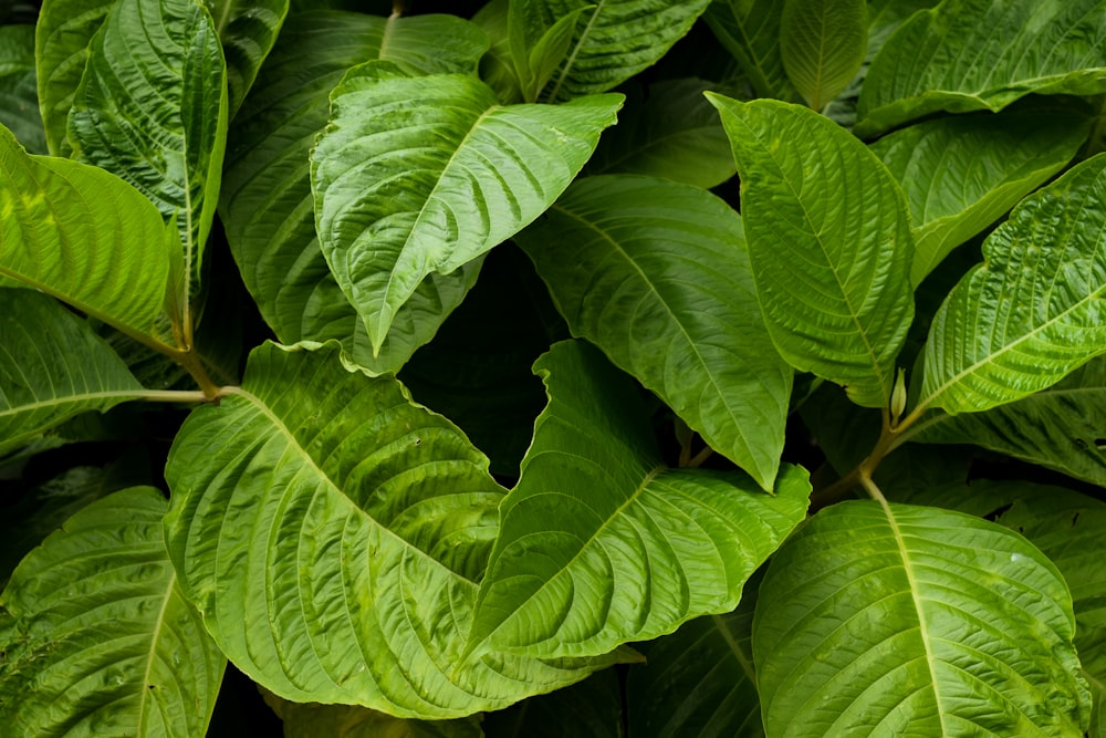 green-leafed plant