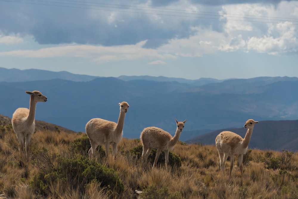 four brown camels under blue sky