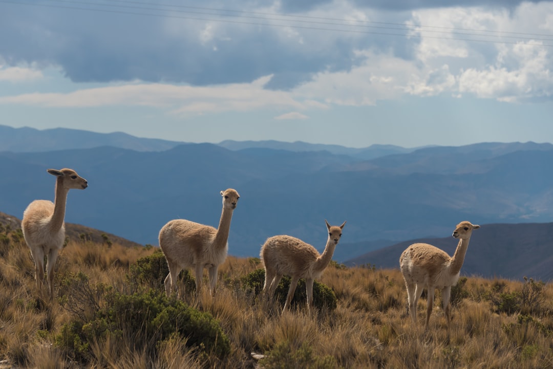 four brown camels under blue sky, Please attribute copyright © https://transly.eu/