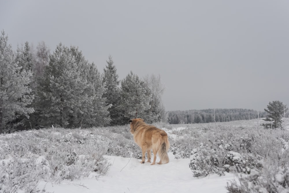 brown dog standing on snow covered grass