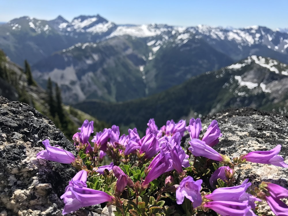 bell-shaped purple flowers