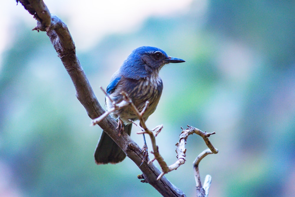 blue and brown bird on bare tree