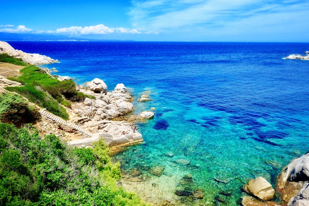 green plant near calm blue sea