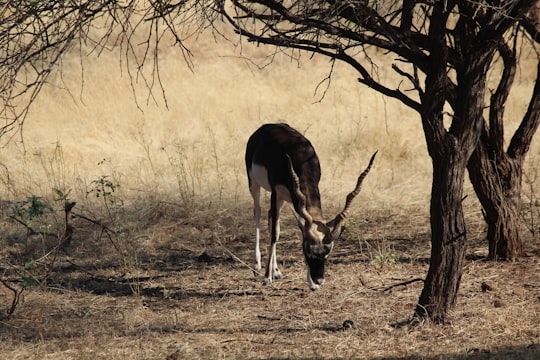 deer beside bare tree in Gir National Park India