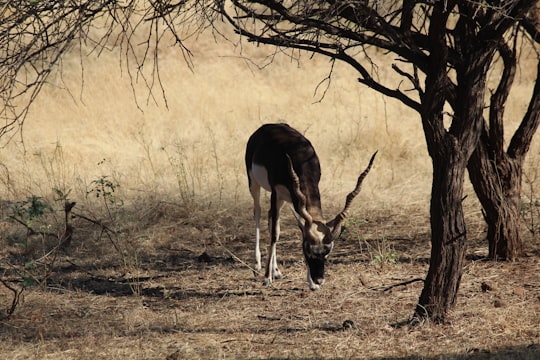 Gir National Park things to do in Diu