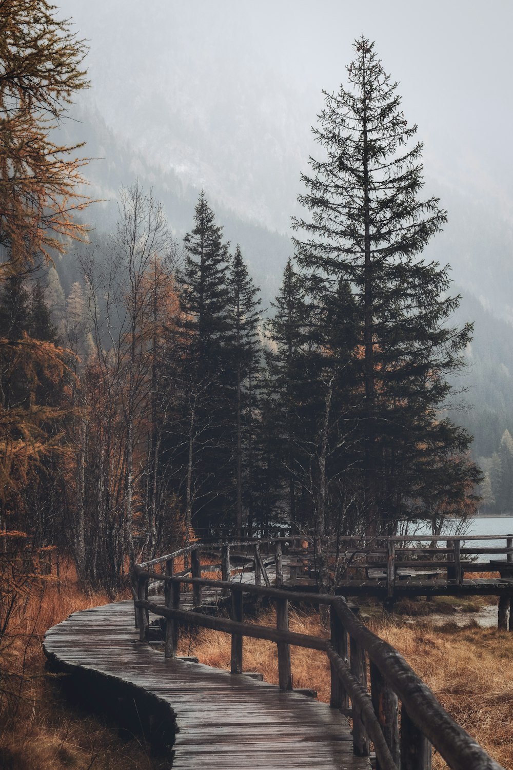 brown wooden pathway with trees under foggy weather