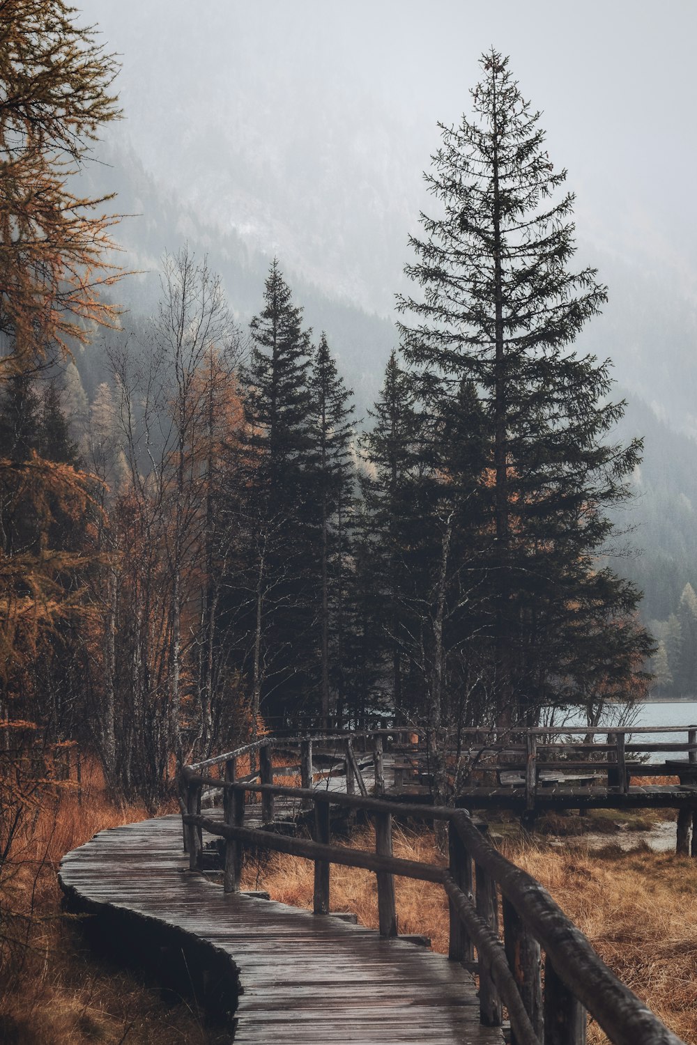 sentiero in legno marrone con alberi sotto tempo nebbioso