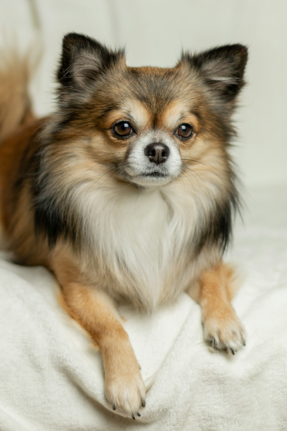 brown puppy lying on white textile