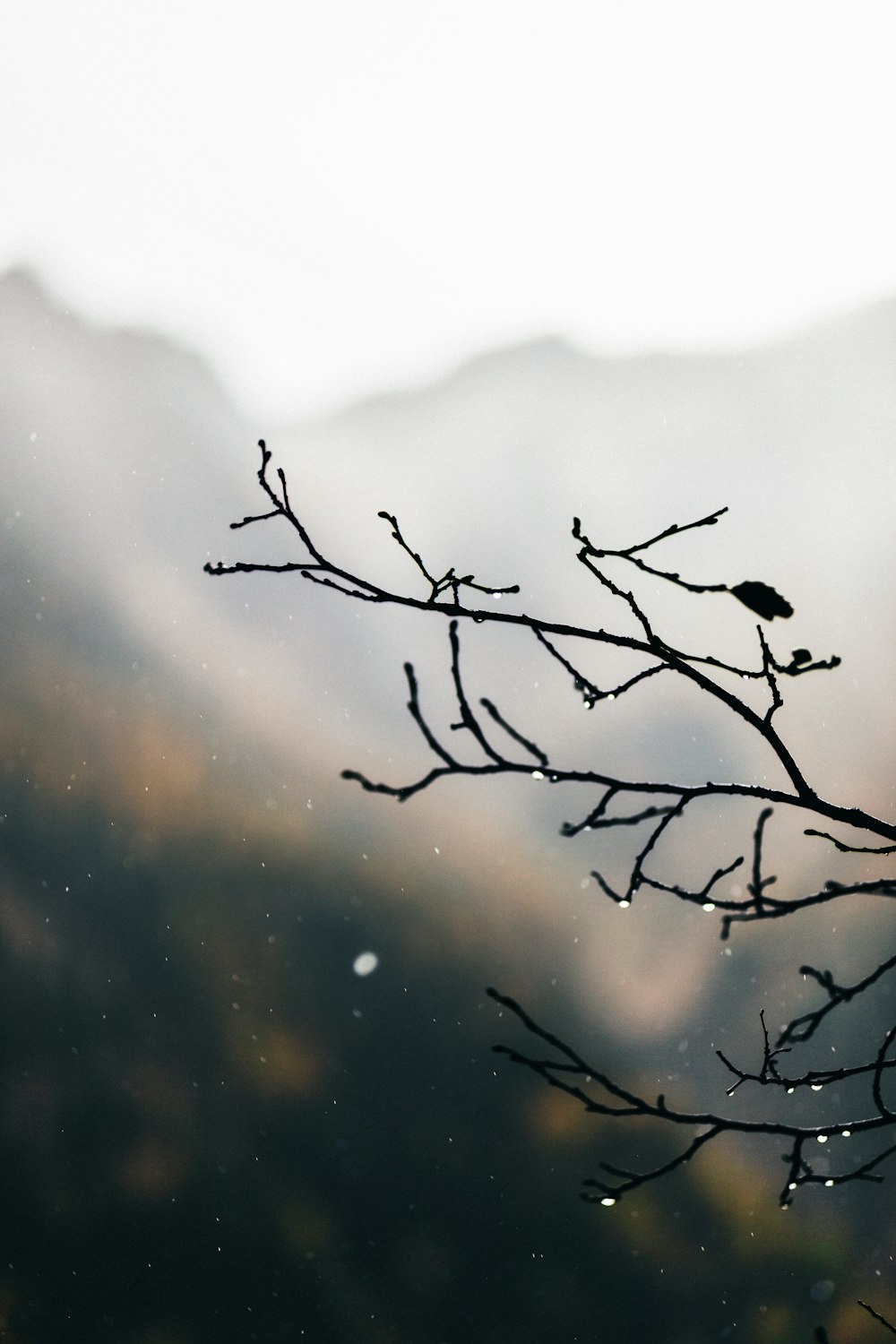 water droplets on leafless tree branch