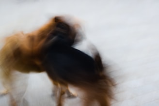 Dynamic metallic background showing people running with their dogs, symbolizing active pet lifestyles.