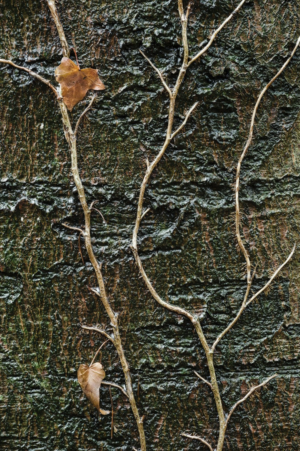 brown branch