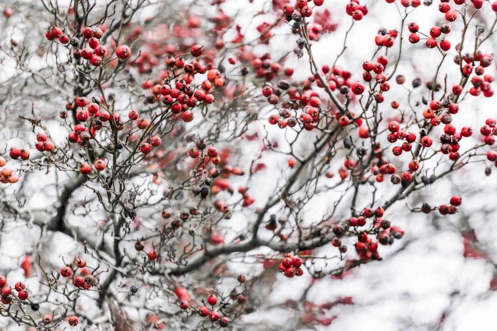 red berries