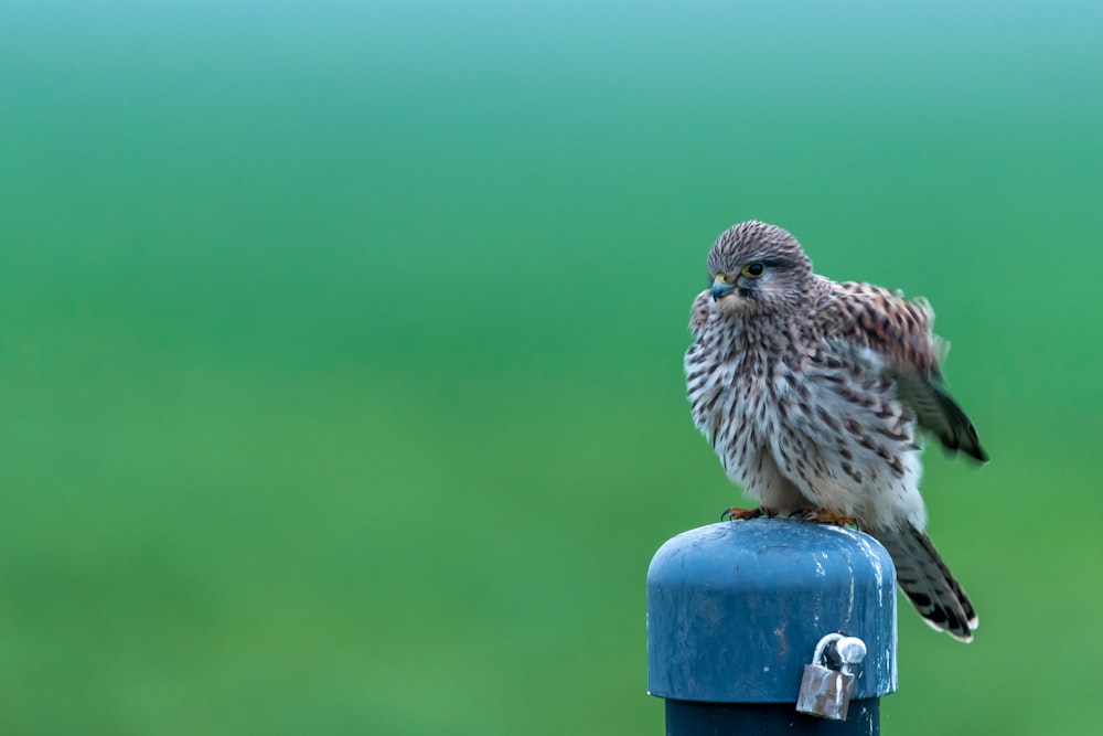 brown bird on gray metal post