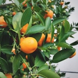 Branches of a tree laden with ripe, orange citrus fruits among dense clusters of green leaves, hinting at a lush and healthy growth.