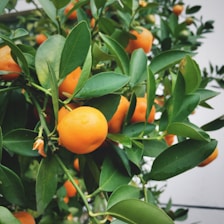 Branches of a tree laden with ripe, orange citrus fruits among dense clusters of green leaves, hinting at a lush and healthy growth.