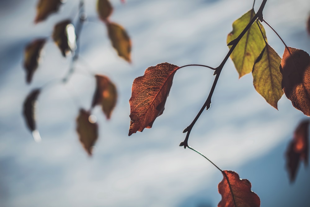 shallow focus photo of brown leaf