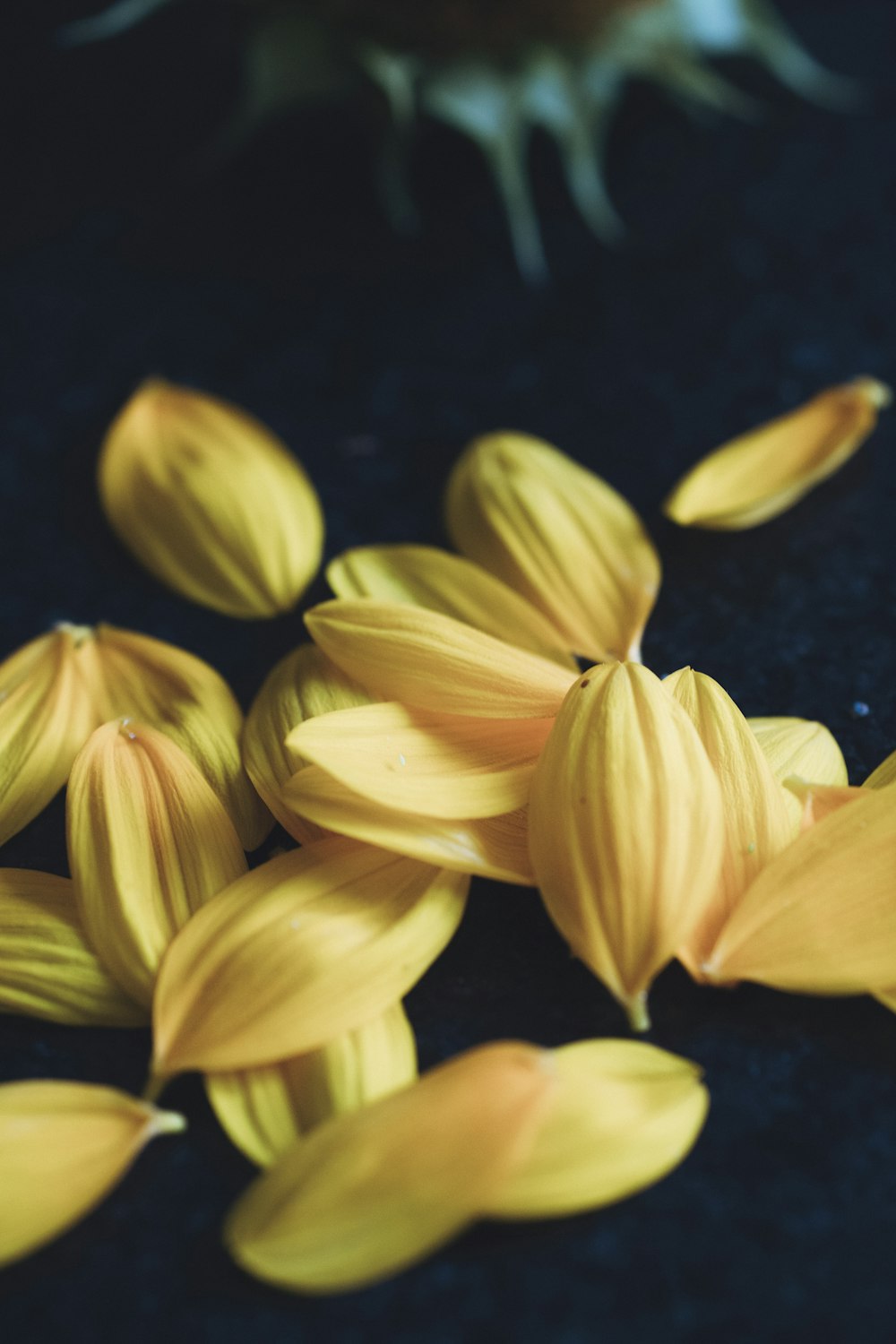 pétales de fleurs jaunes