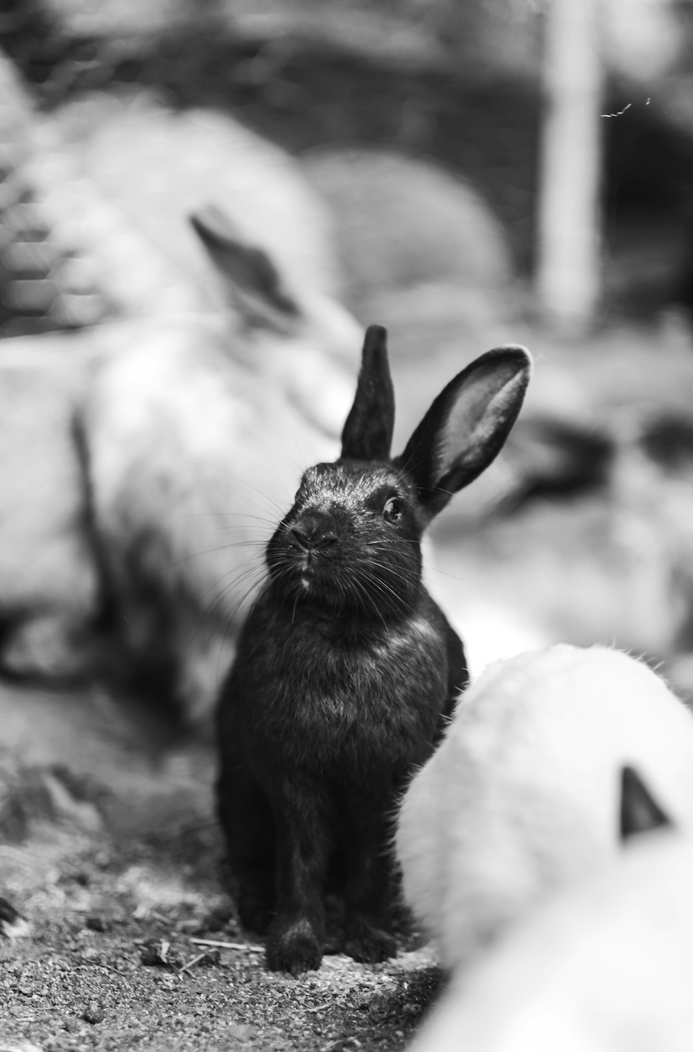 grayscale photography of rabbit