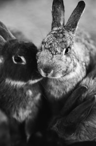 grayscale photography of rabbits