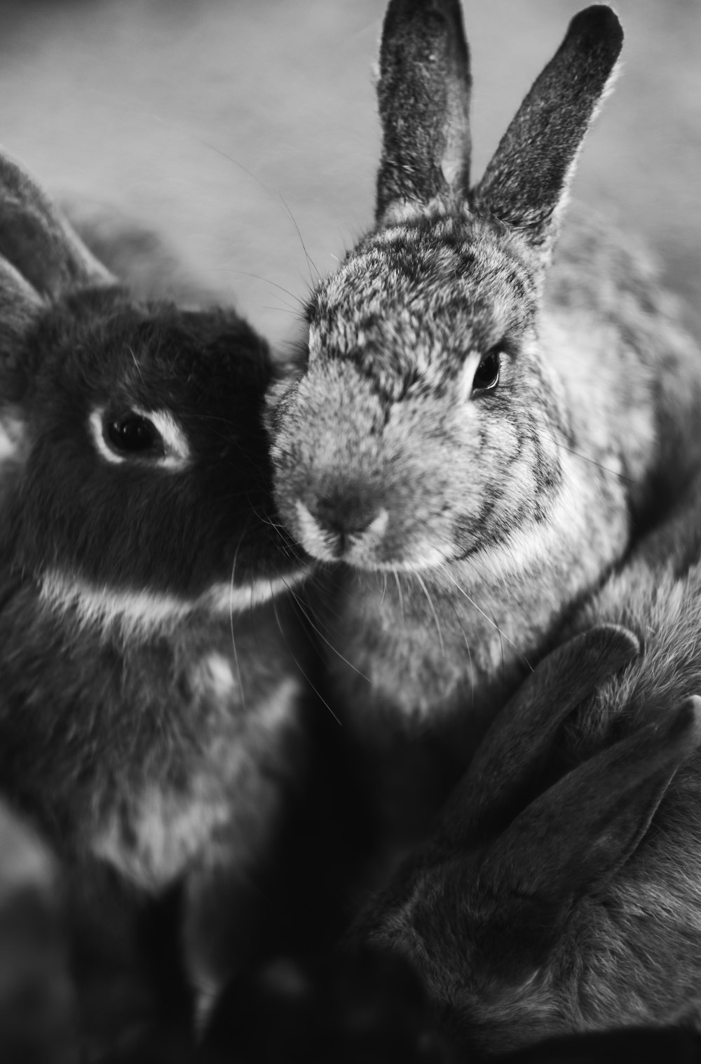 grayscale photography of rabbits