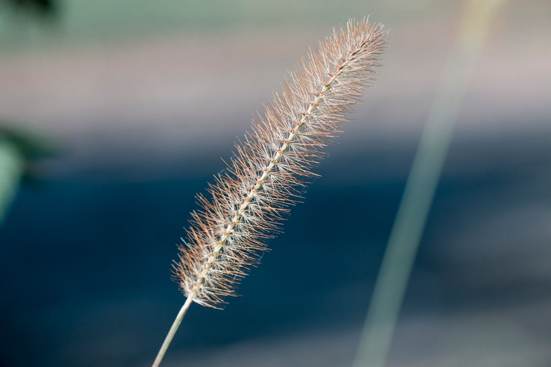 selective focus photography of brown cat tail