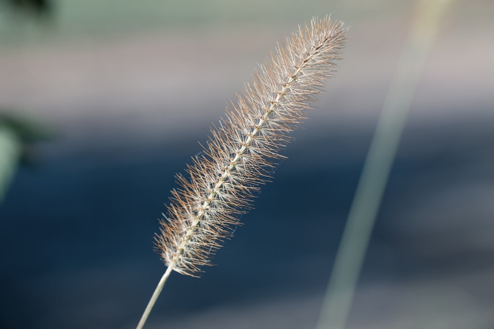 selective focus photography of brown cat tail