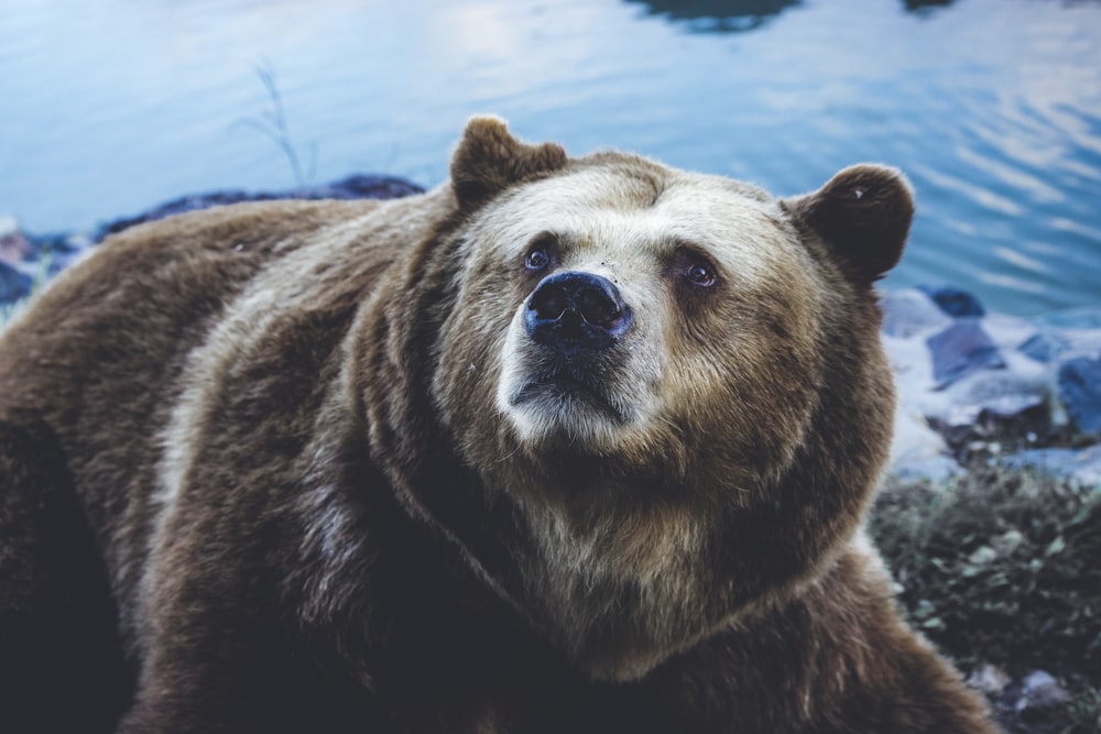 urso pardo perto do corpo de água