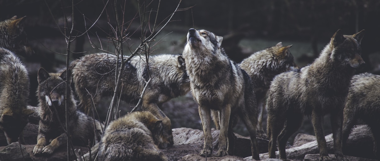 Photographie d'une meute de loups.
