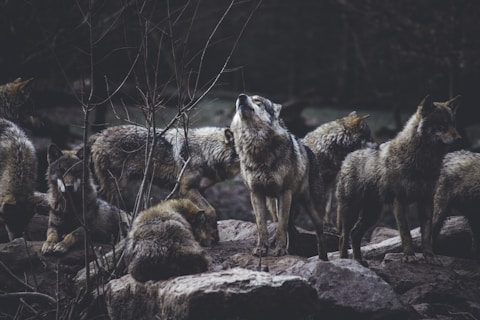 wolf pack on rock formation