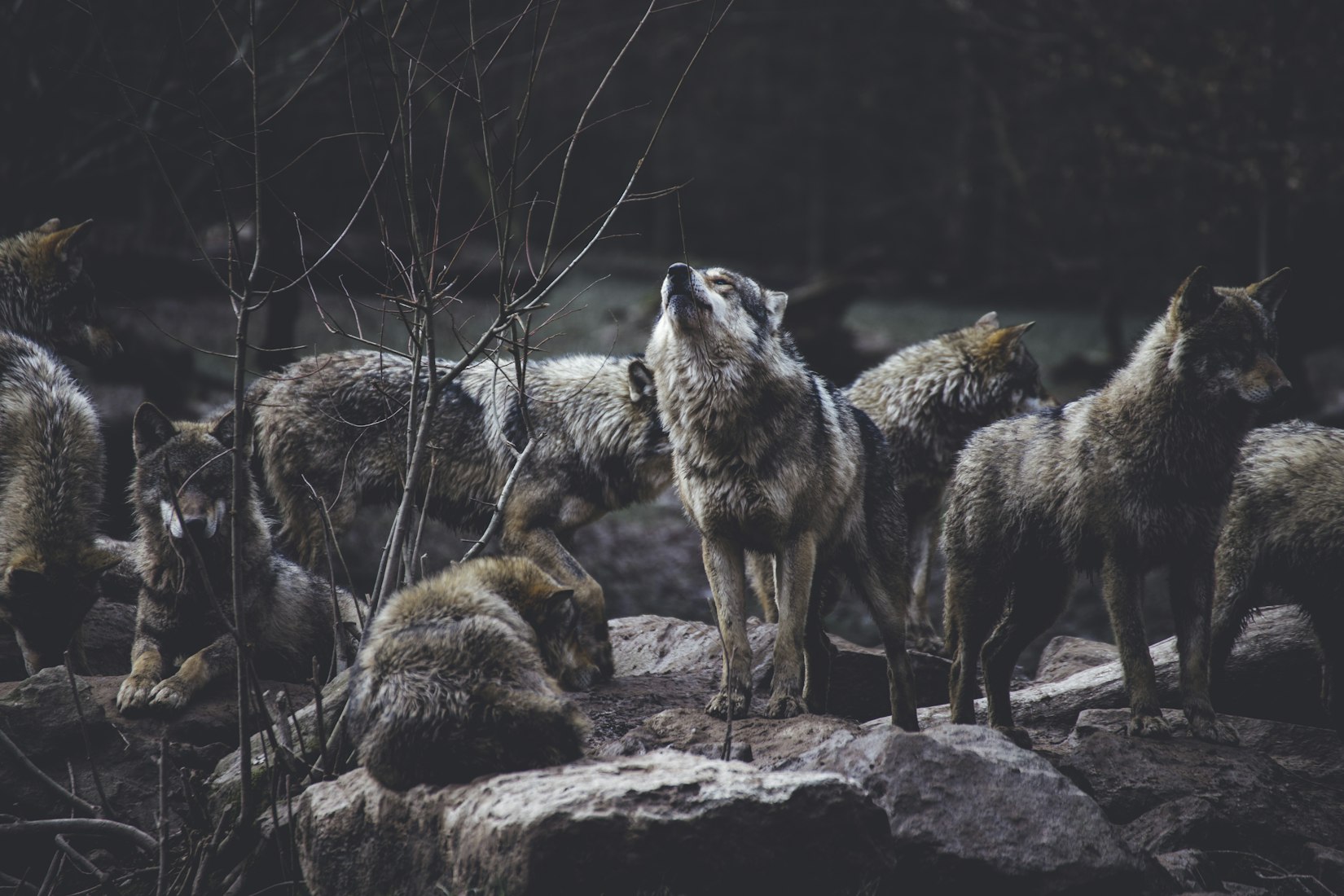 A Natural Classroom, Run by Wolves