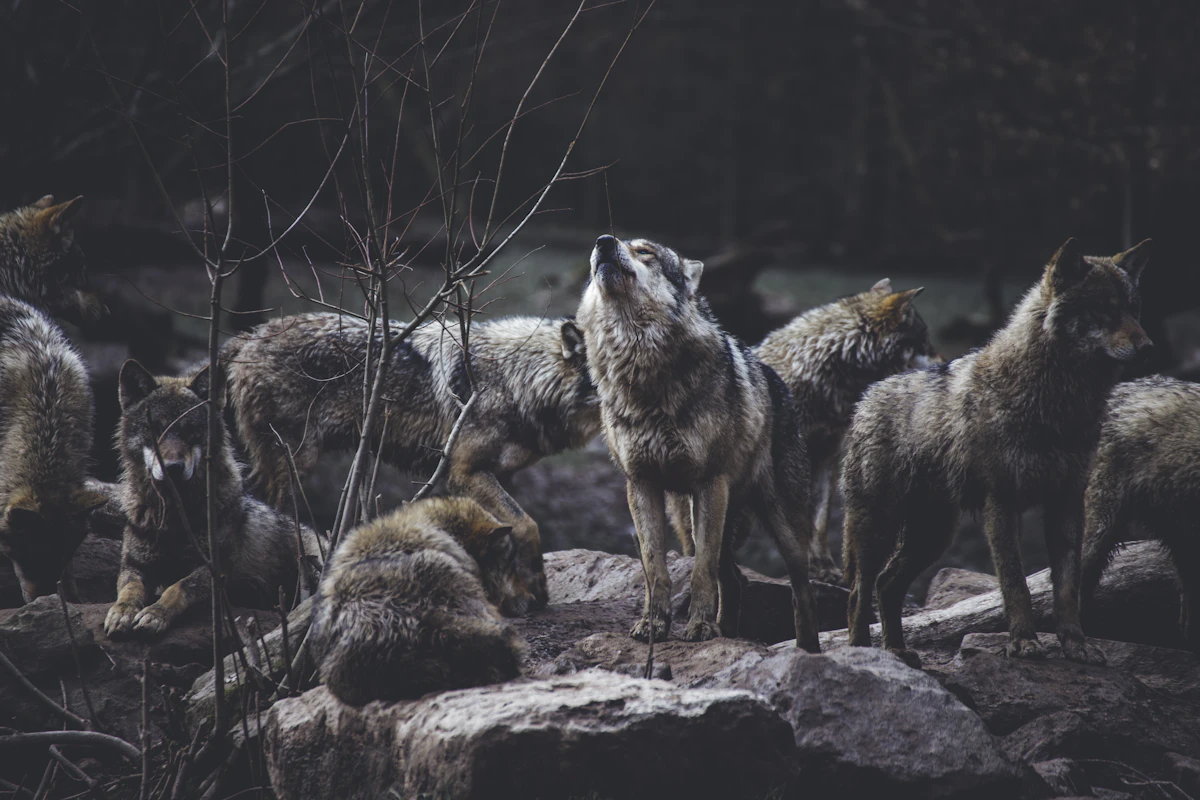 Manada de lobos reunida sobre una formación rocosa