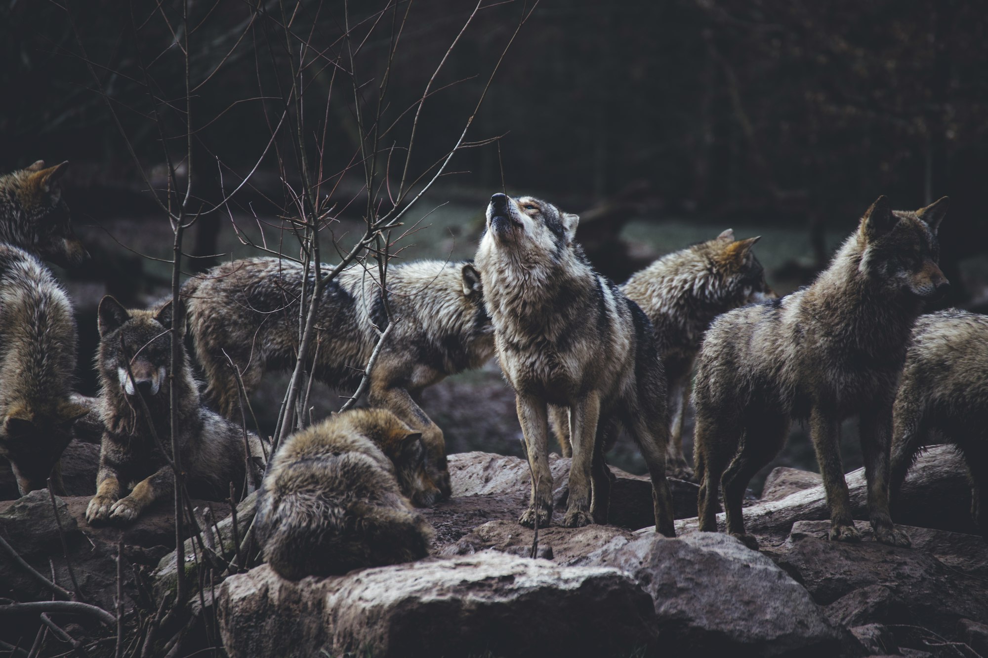 Чернобыльские волки развили мутацию, которая защищает их от рака