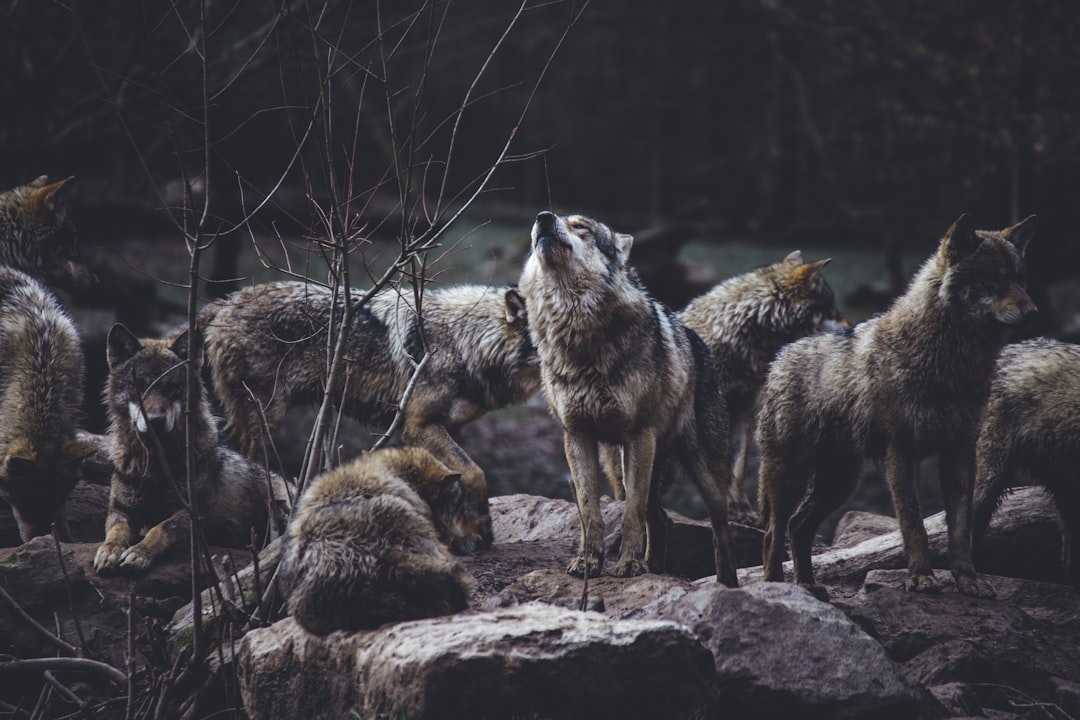  wolf pack on rock formation wolf