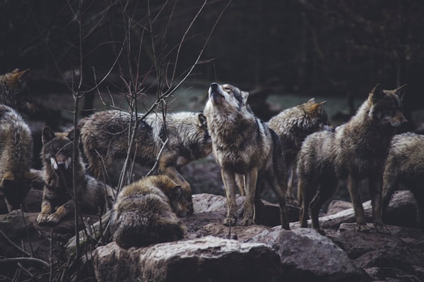 Over wolven en rivieren