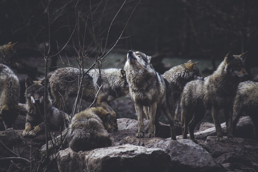 wolf pack on rock formation