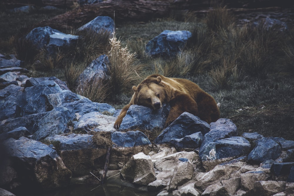 brown bear