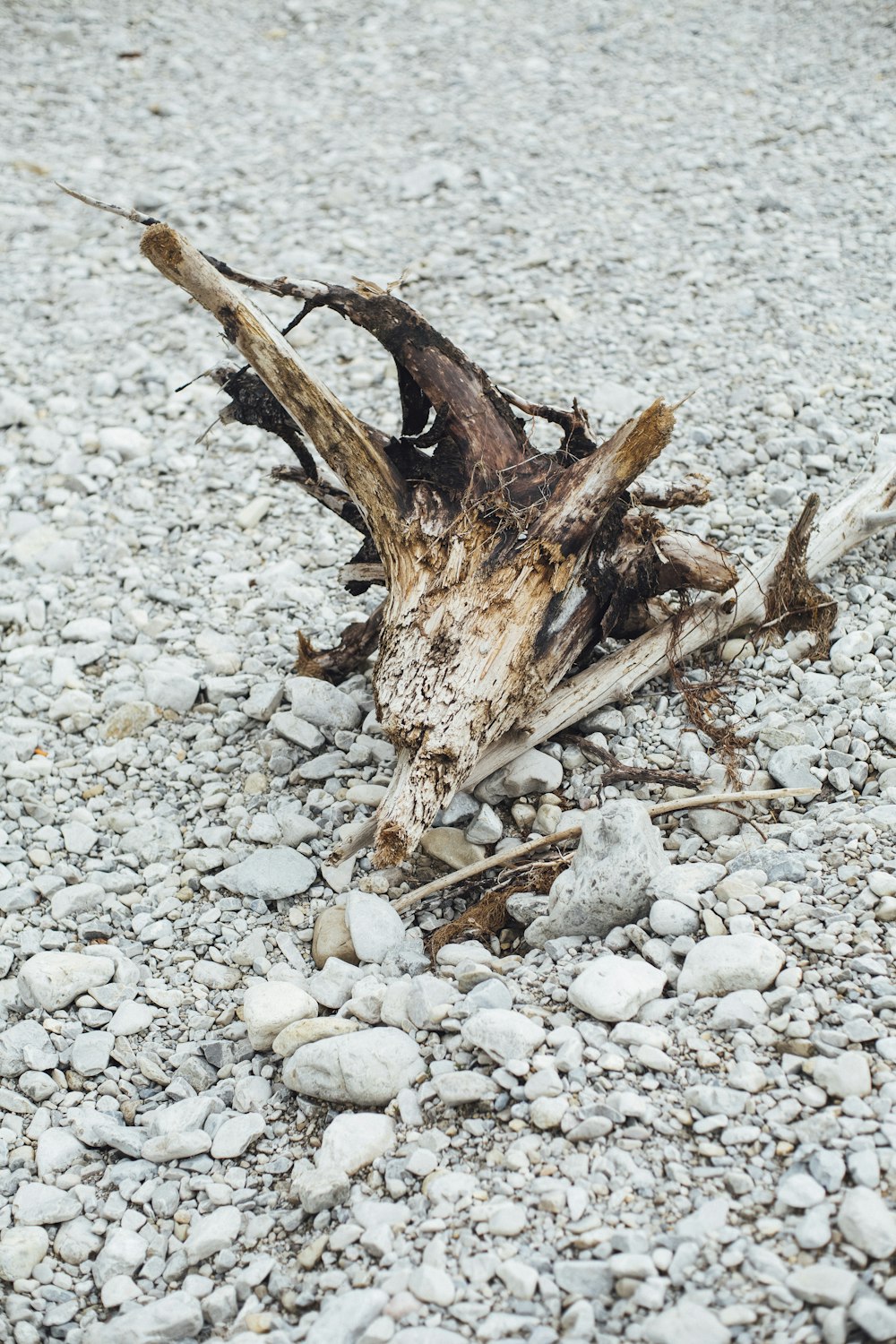 brown twig on gray pavement