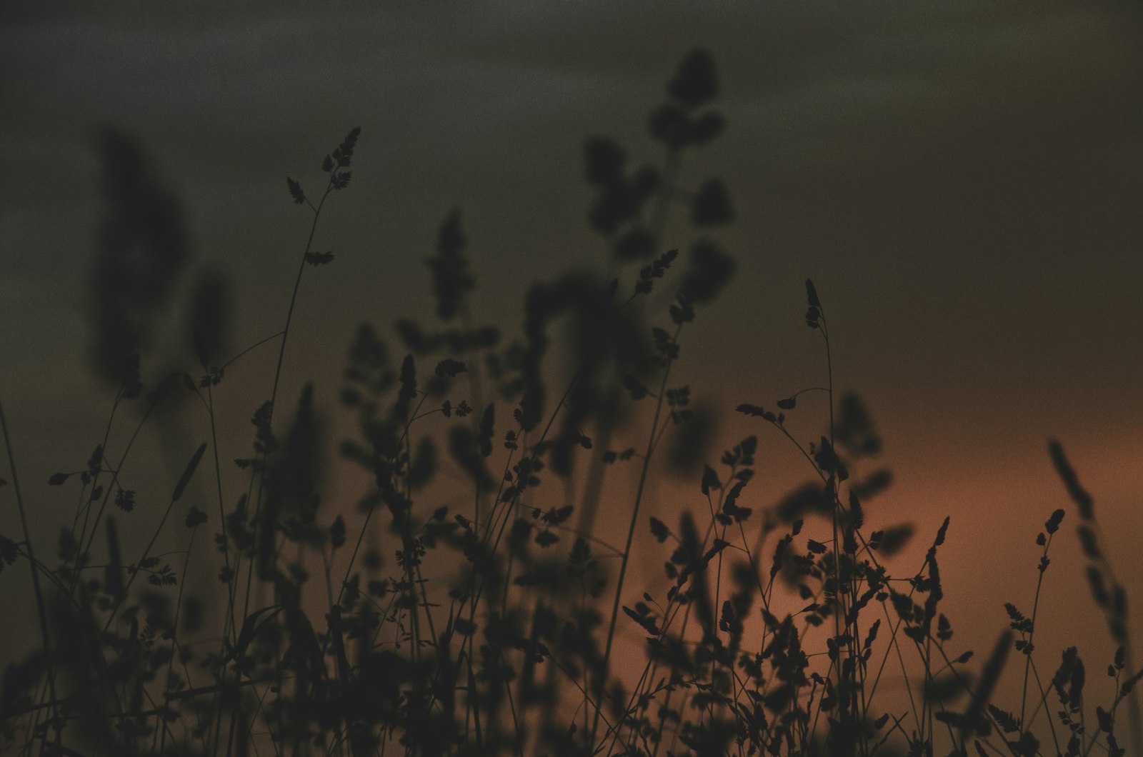 Nikon D5100 + Sigma 18-250mm F3.5-6.3 DC Macro OS HSM sample photo. Silhouette of plants photography