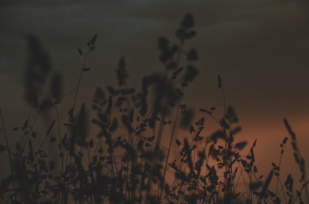 silhouette of plants