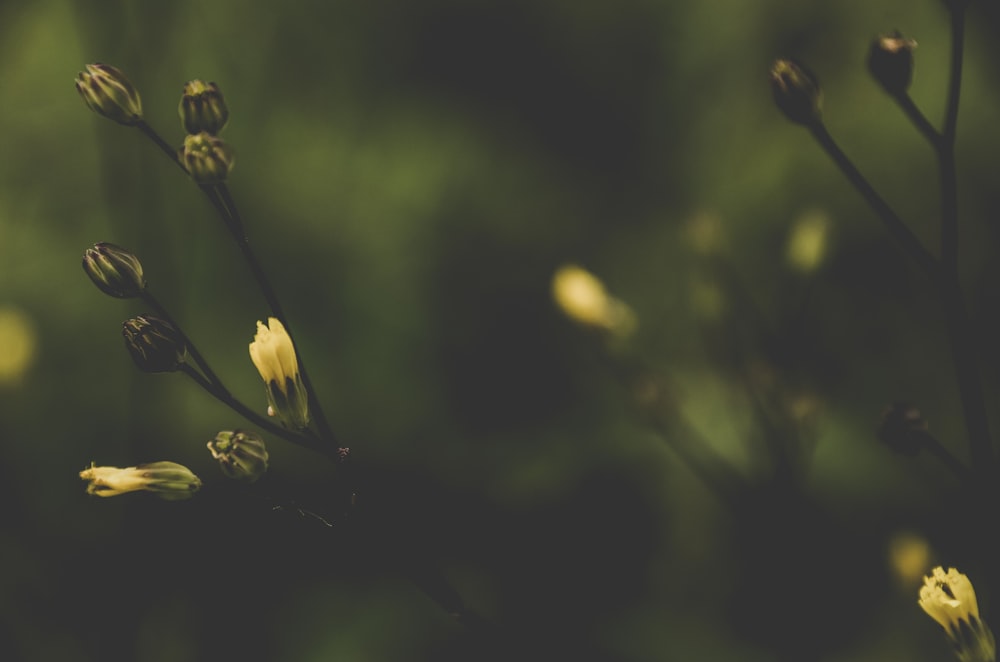 close-up photography of white plant