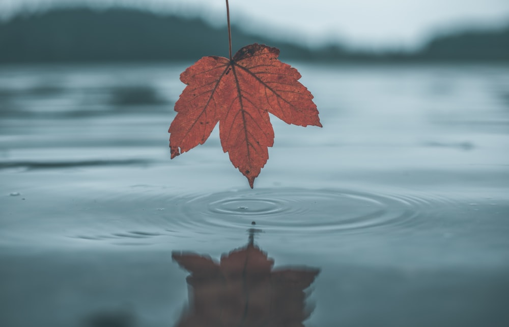 leaf on body of water