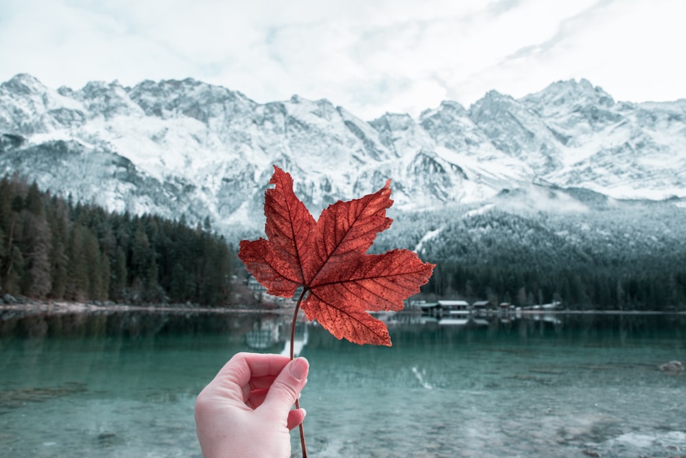 person holding maple leaf