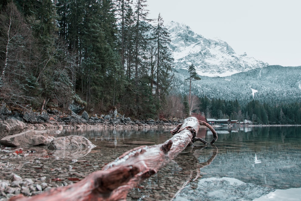 tree trunk on body of water